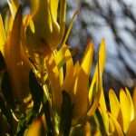 nicolene-olckers-BKP9up9LiUI-unsplash