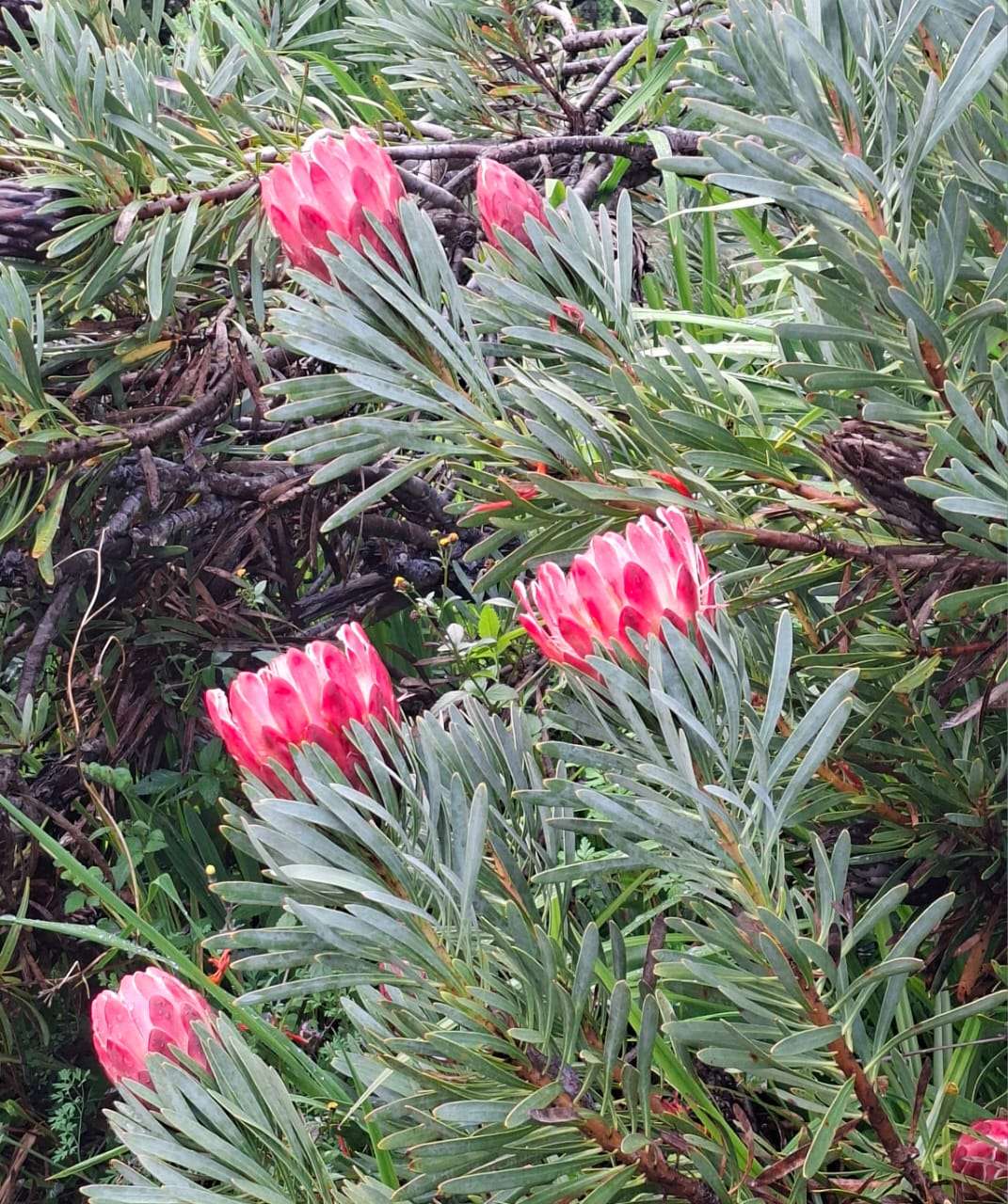 Cluster of pink Protea compacta blooms surrounded by silvery green fynbos foliage in the Cape mountains.