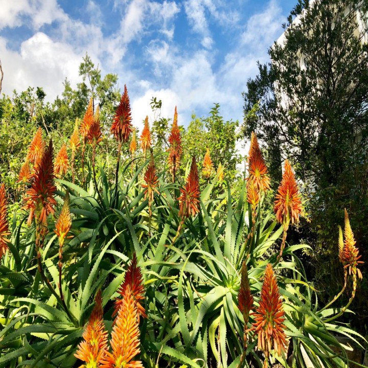 House Garden