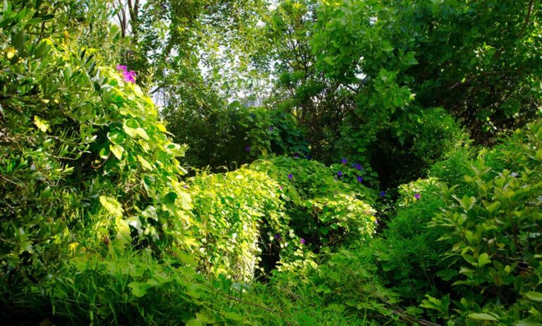 garden-886x534