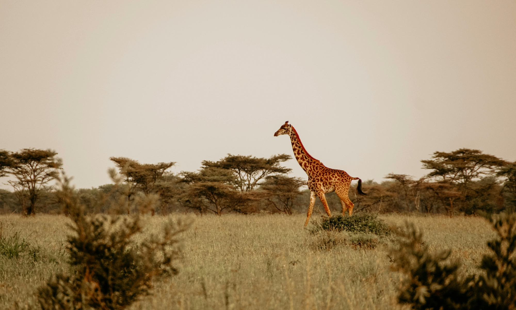 Tenikwa – Safari & Stillness