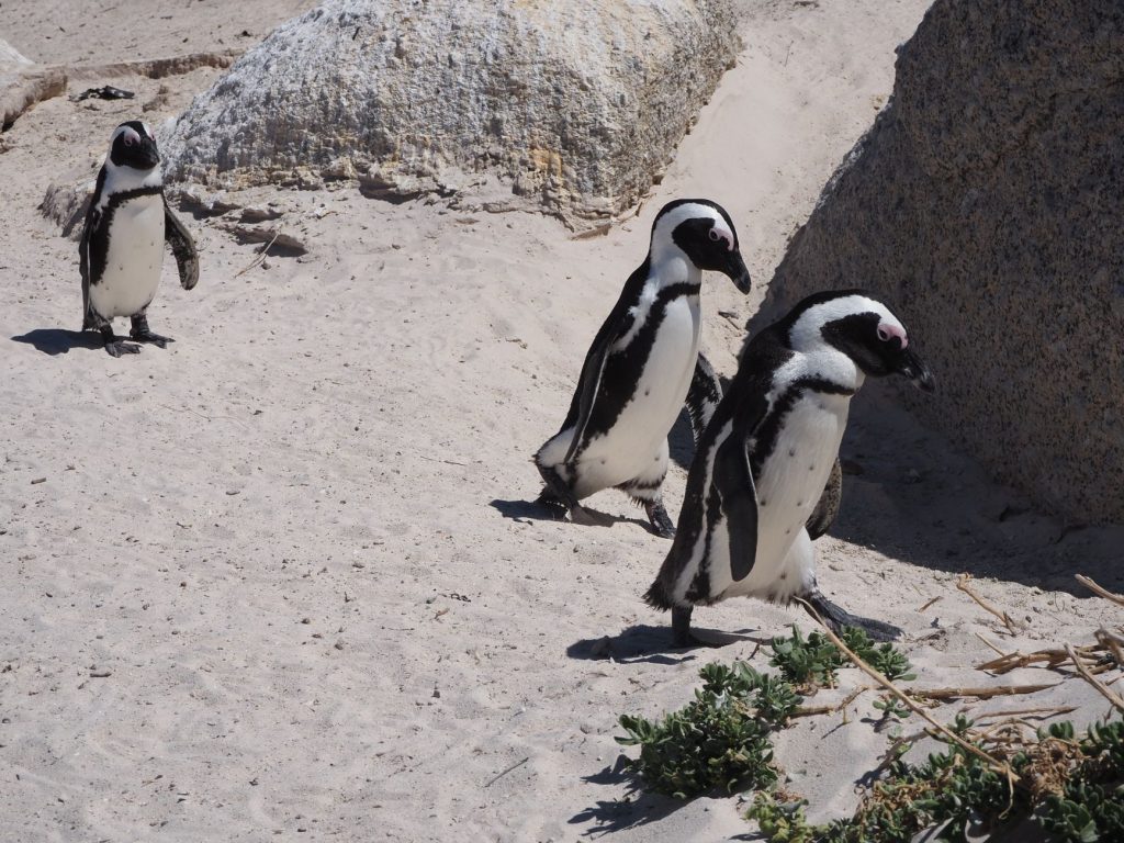 Three African penguins walking on the sandy shores of Boulders Beach, Cape Town.