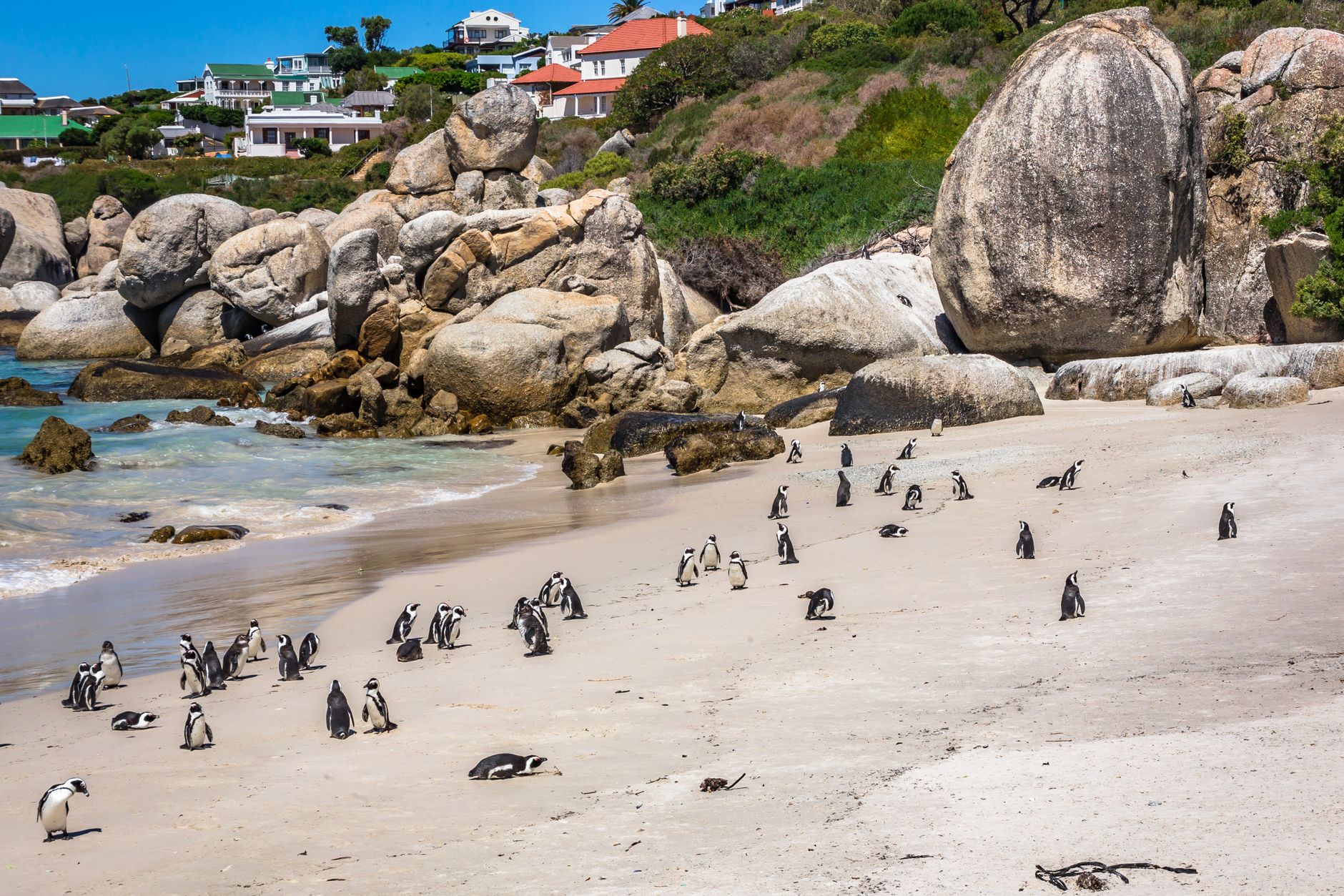 African penguins on the granite boulders and shoreline at Boulders Beach, with False Bay water visible in the background.