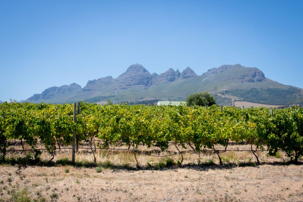 Cape Town vineyard with mountains in the background
