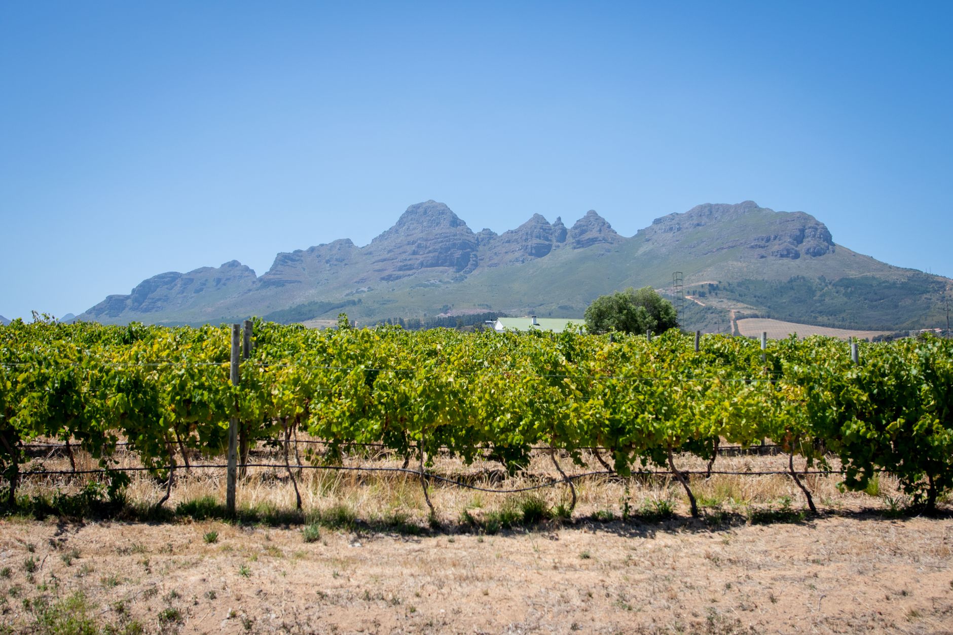 Cape Town vineyard with mountains in the background