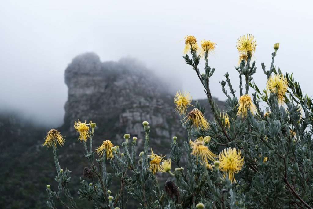 Close-up of yellow wildflowers with misty mountains in Kirstenbosch, South Africa.