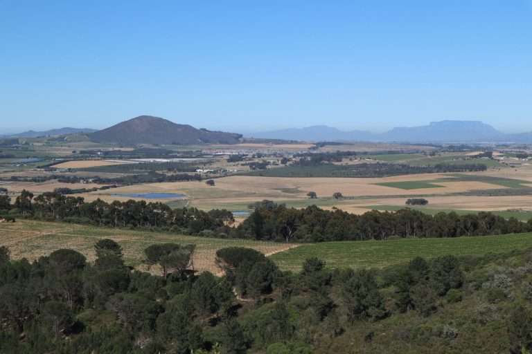 A picturesque vineyard view featuring lush fields and distant mountains under a clear blue sky.