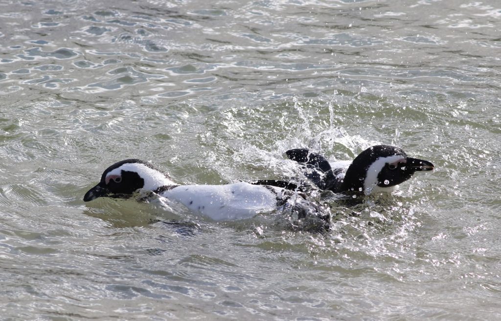 African penguins on the shoreline at Boulders Beach in Simon’s Town.