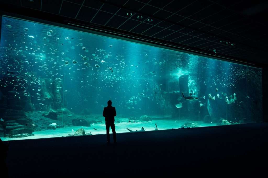 Visitors viewing marine life in an aquarium display.