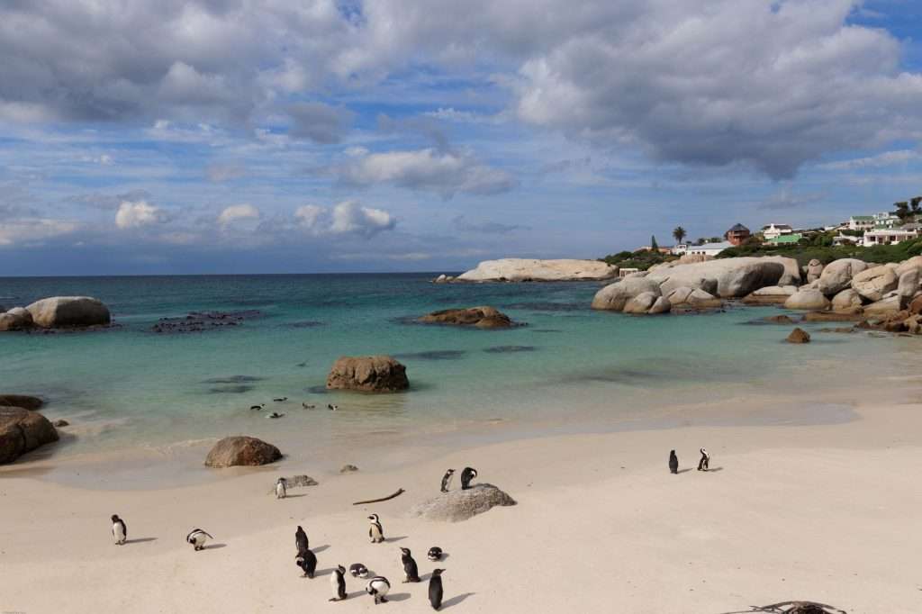 African penguins on a rocky beach at Boulders Beach in Simon’s Town, Cape Town.