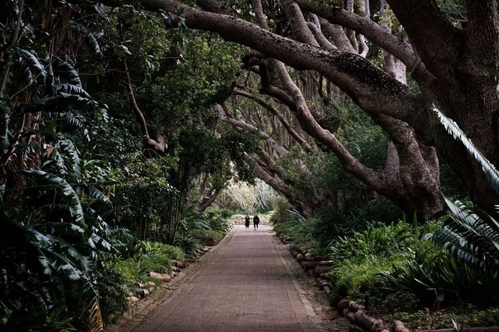 Peaceful walkway through lush trees and vegetation in Cape Town, ideal for relaxation and nature walks.