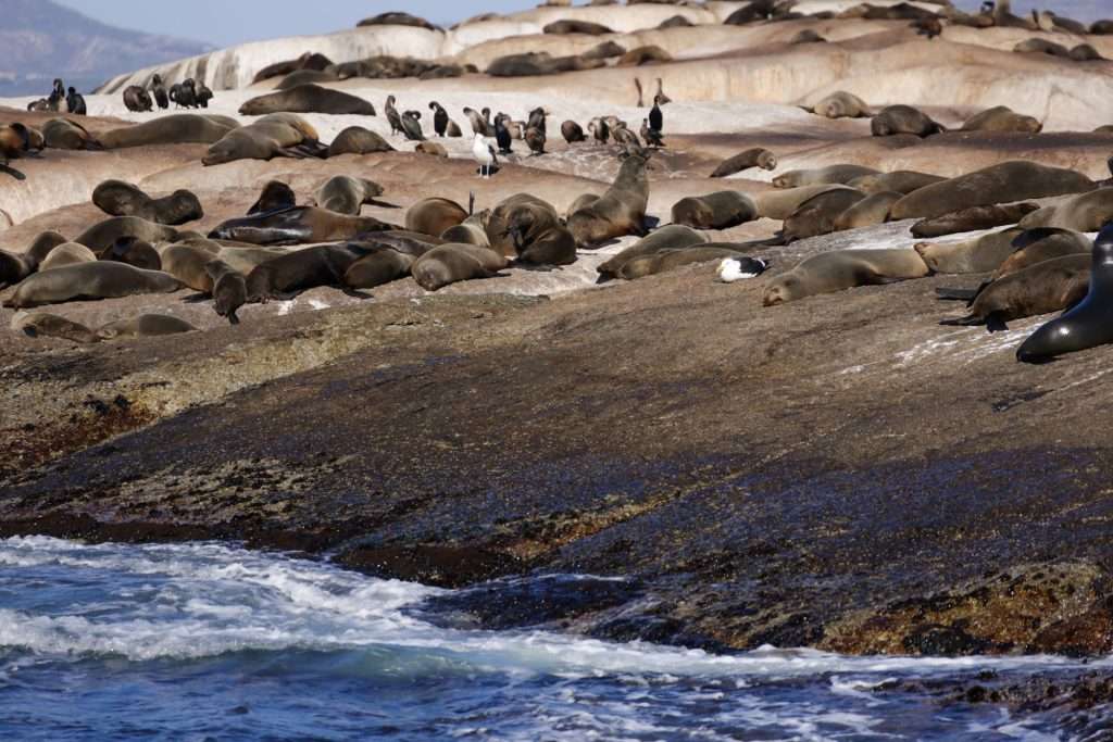 Cape fur seals basking on a rocky coastal shelf with open ocean beside the Cape Peninsula.