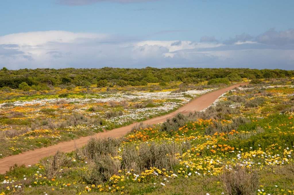 Wildflower meadow on the West Coast with a dirt road through spring blooms.