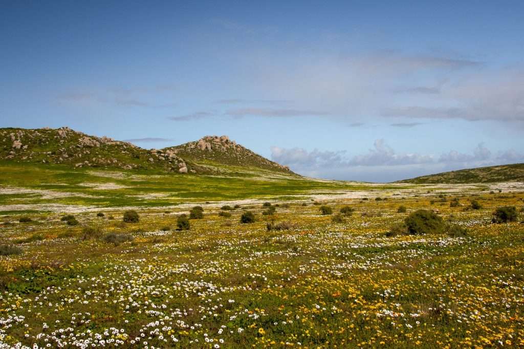 Wildflowers across an open West Coast landscape under a blue sky.