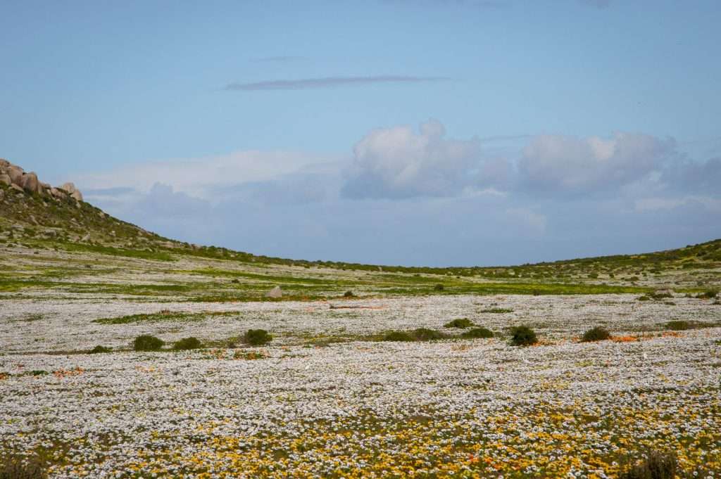 Wildflower landscape in West Coast National Park under open spring light.