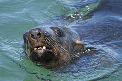 Cape Town Waterfront Seal