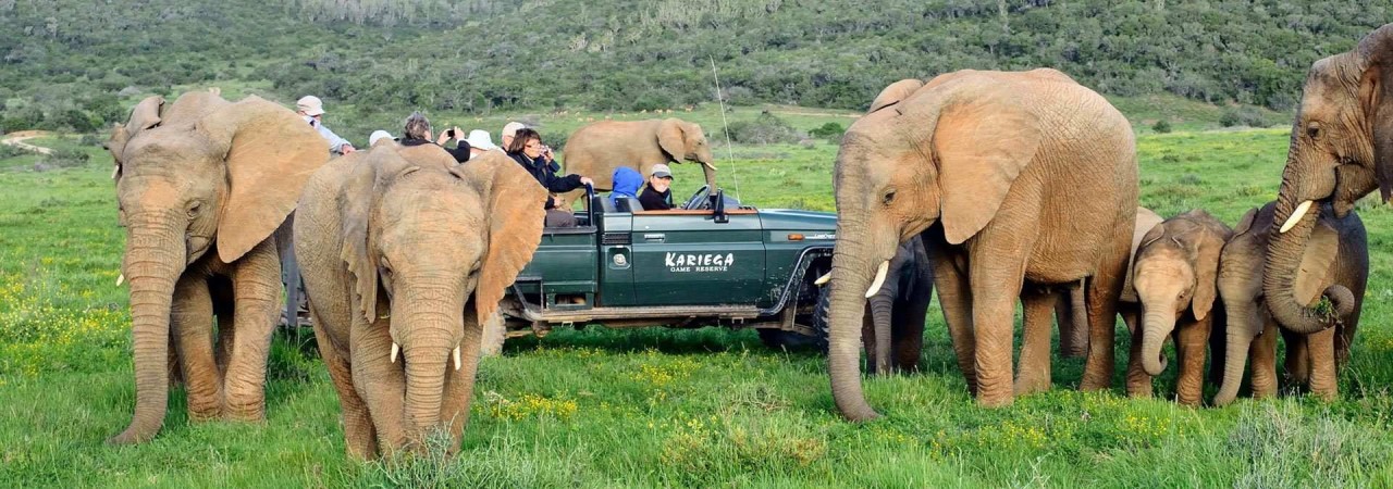 safari