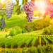 Don't miss Cape Town Winelands on your next visit