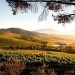 10 Best Wineries to Visit in Cape Town